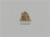 藏品(夜蛾609)的圖片